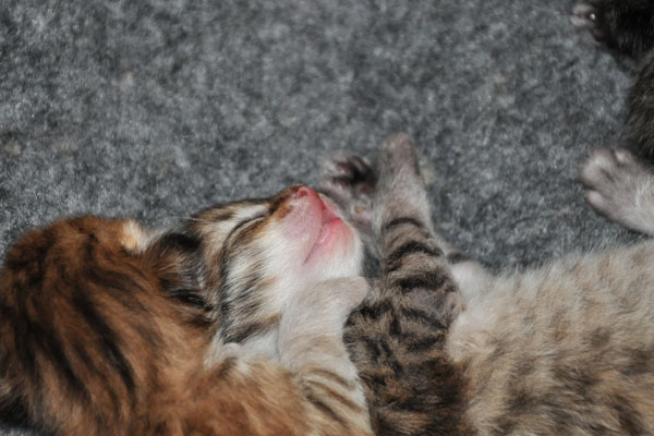 siberian-kitten-ontario