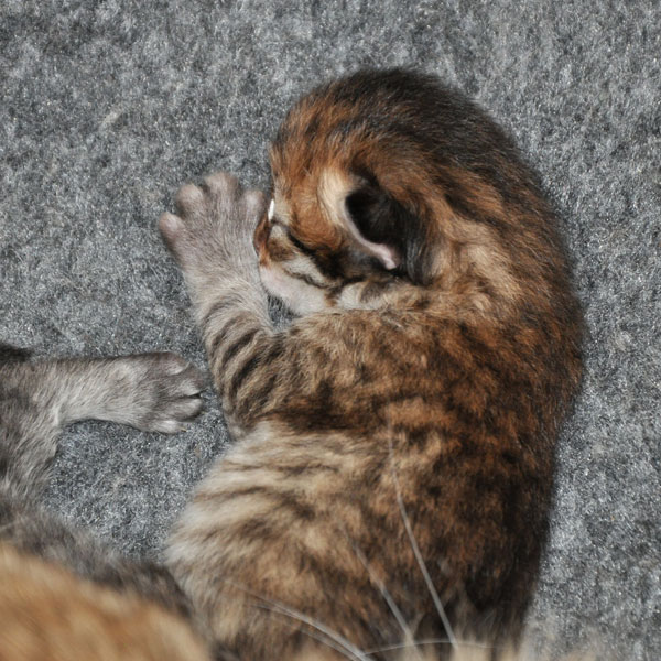 siberian-kitten-ottawa