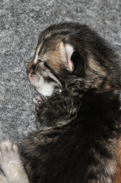 siberian-kitten