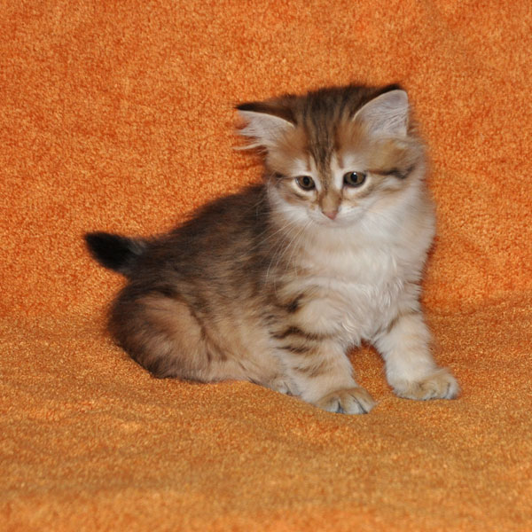 hypoallergenic-kitten-british-columbia