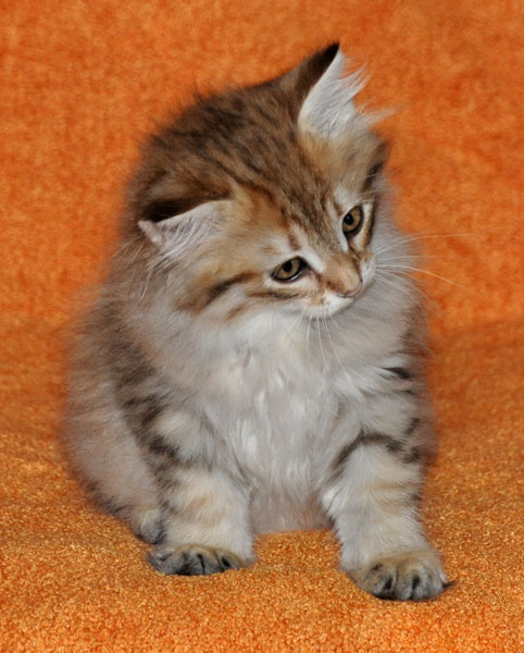 hypoallergenic-kitten-canada