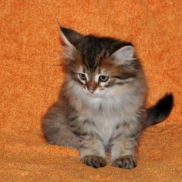 hypoallergenic-kitten-montreal