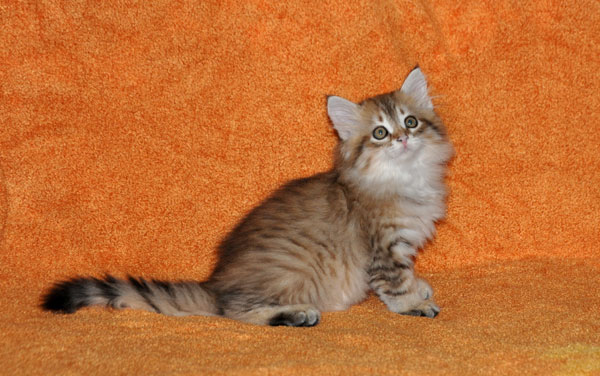 hypoallergenic-kitten-ontario