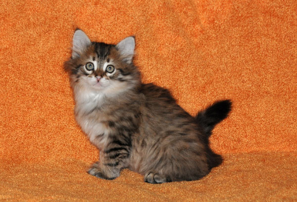 hypoallergenic-kitten-toronto