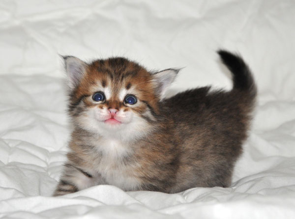 Siberian cat