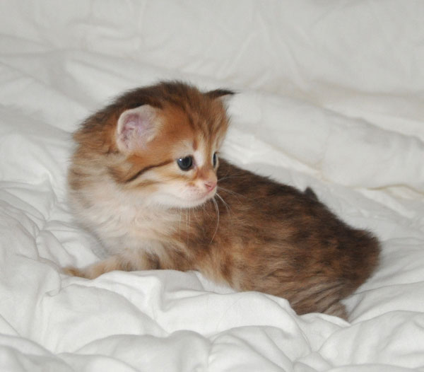 hypoallergenic kitten