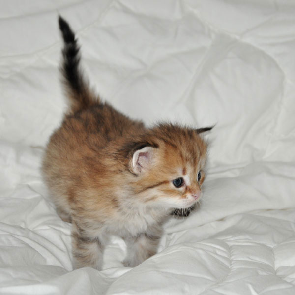 siberian kitten