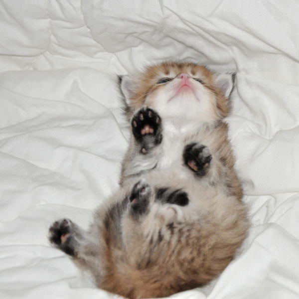 siberian kitten for sale