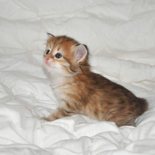siberian kitten montreal