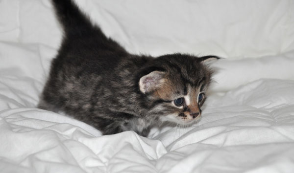 siberian kitten ontario