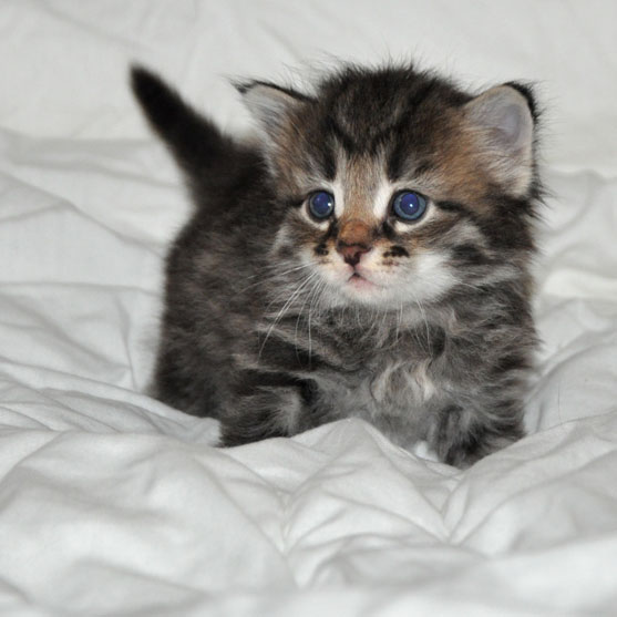 siberian kitten ottawa