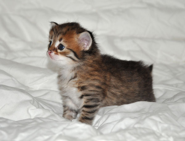 siberian kitten toronto