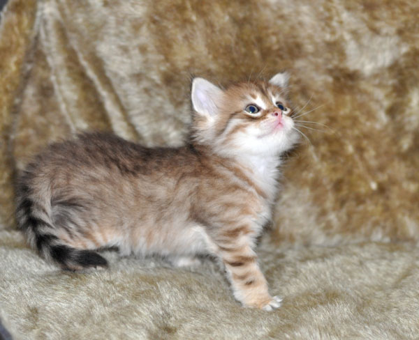 siberian-kitten-alberta
