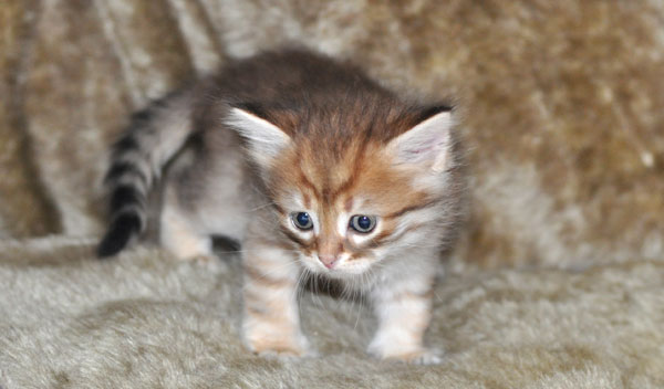 siberian-kitten-manitoba