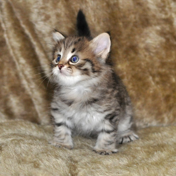 siberian-kitten-newfoundland