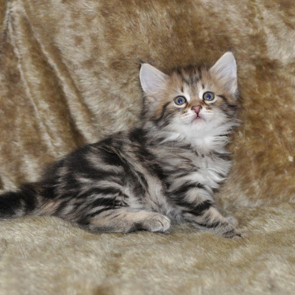 siberian-kitten-nova-scotia