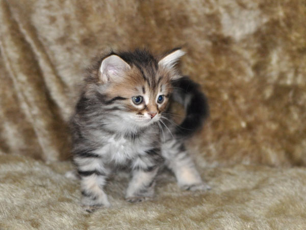 siberian-kitten-ontario