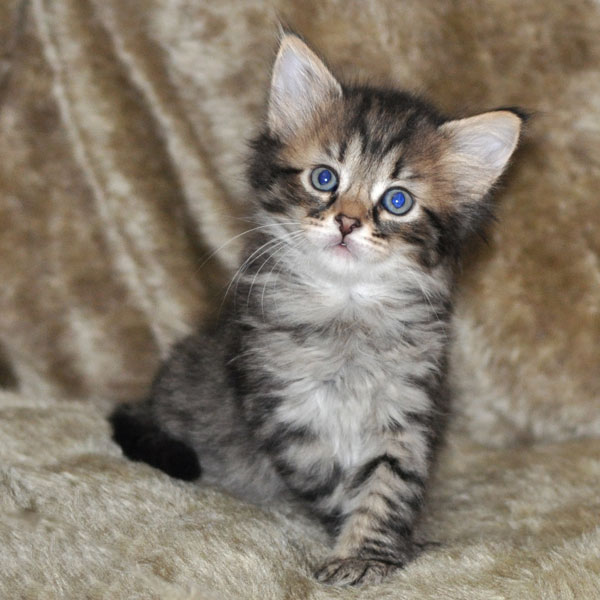 siberian-kitten-prince-edward-island