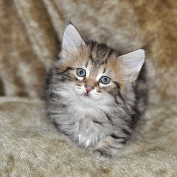 siberian-kitten-quebec