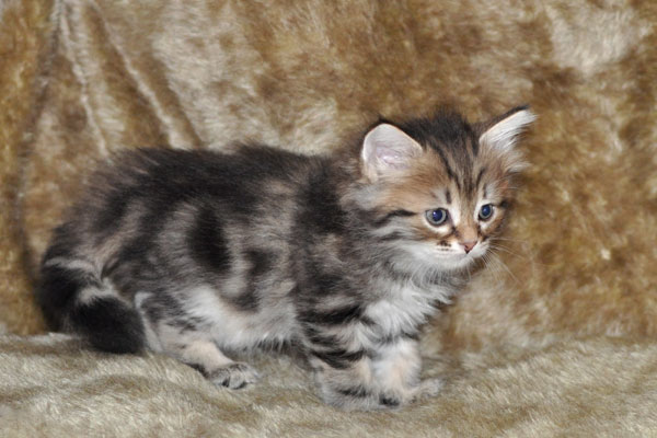 siberian-kitten-saskatchewan