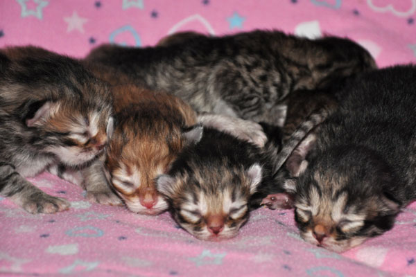 hypoallergenic-kittens-toronto