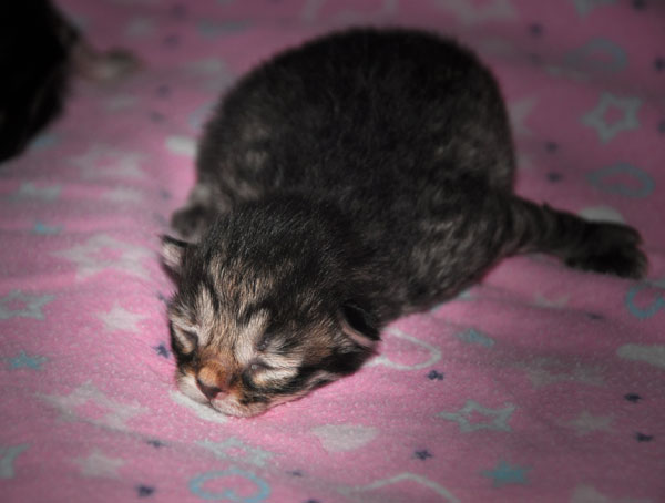 siberian-cats-for-sale
