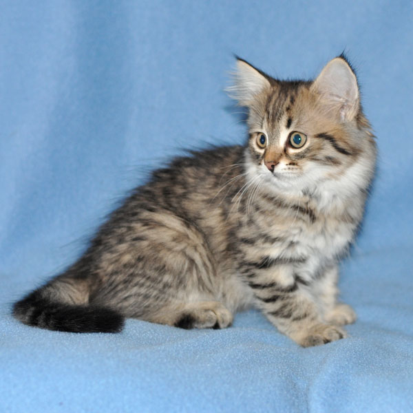 hypoallergenic cat ontario