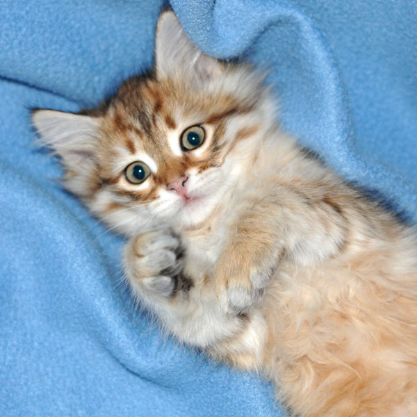 hypoallergenic cats