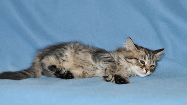 hypoallergenic kitten montreal