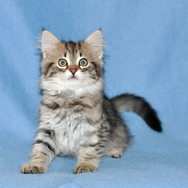 hypoallergenic kitten ontario