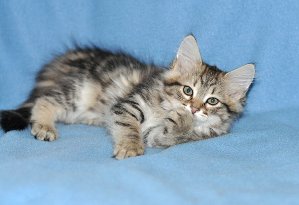 hypoallergenic kitten toronto