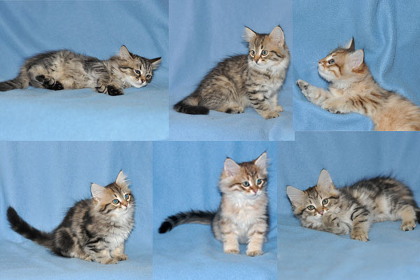 siberian kittens for sale