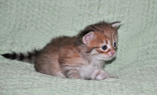 hypoallergenic-cat