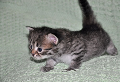 hypoallergenic-kitten-ontario