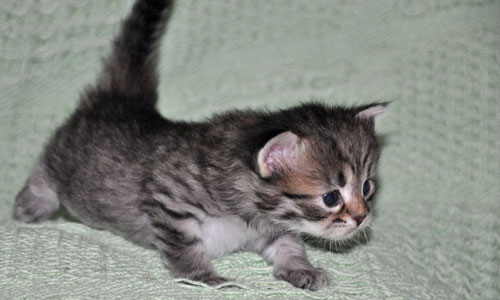 hypoallergenic-kitten
