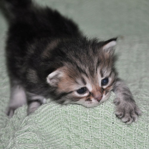 siberian-cat-for-sale