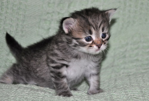 siberian-kitten-canada