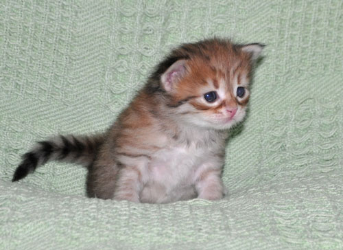 siberian-kitten-for-sale