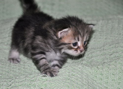 siberian-kitten-ontario