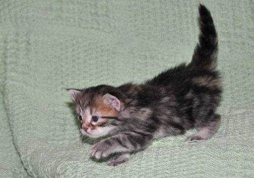 siberian-kitten-toronto