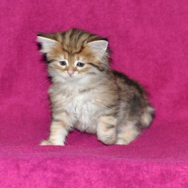 hypoallergenic kitten calgary