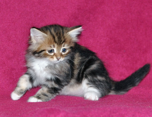 hypoallergenic kitten edmonton