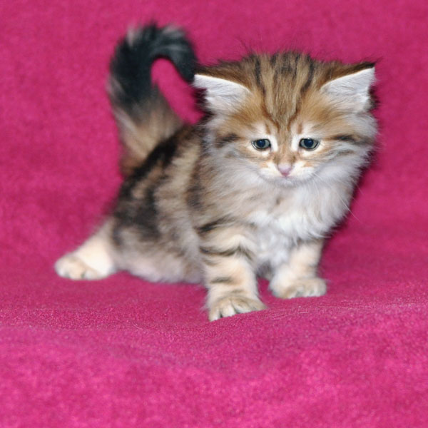 hypoallergenic kitten montreal