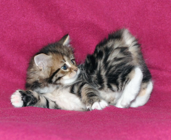 hypoallergenic kitten ontario