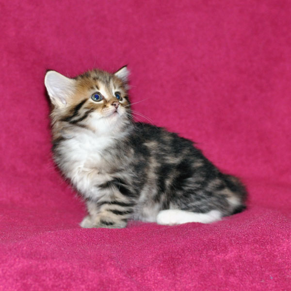 hypoallergenic kitten toronto