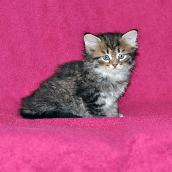 hypoallergenic kitten vancouver
