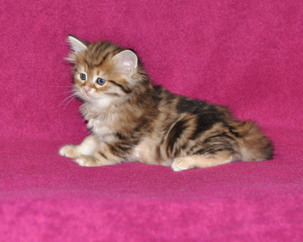 siberian kitten calgary