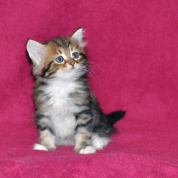 siberian kitten edmonton