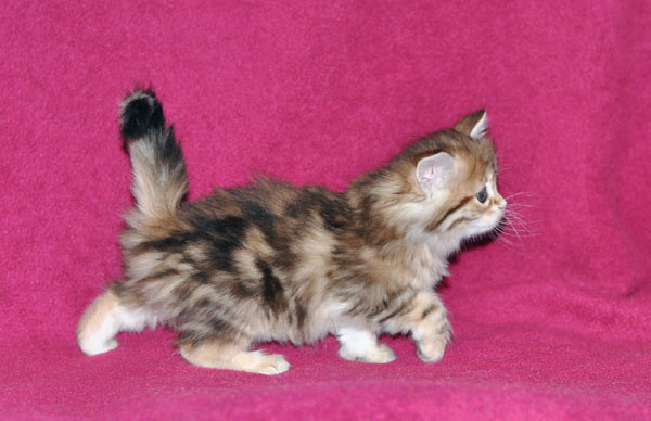 siberian kitten montreal