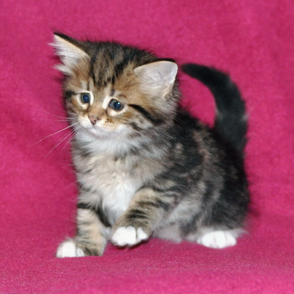 siberian kitten ontario